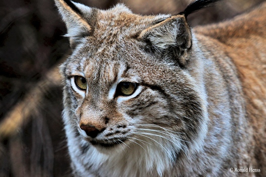 Luchs, Nordluchs, Lynx lynx im Saarbrücker Wildpark